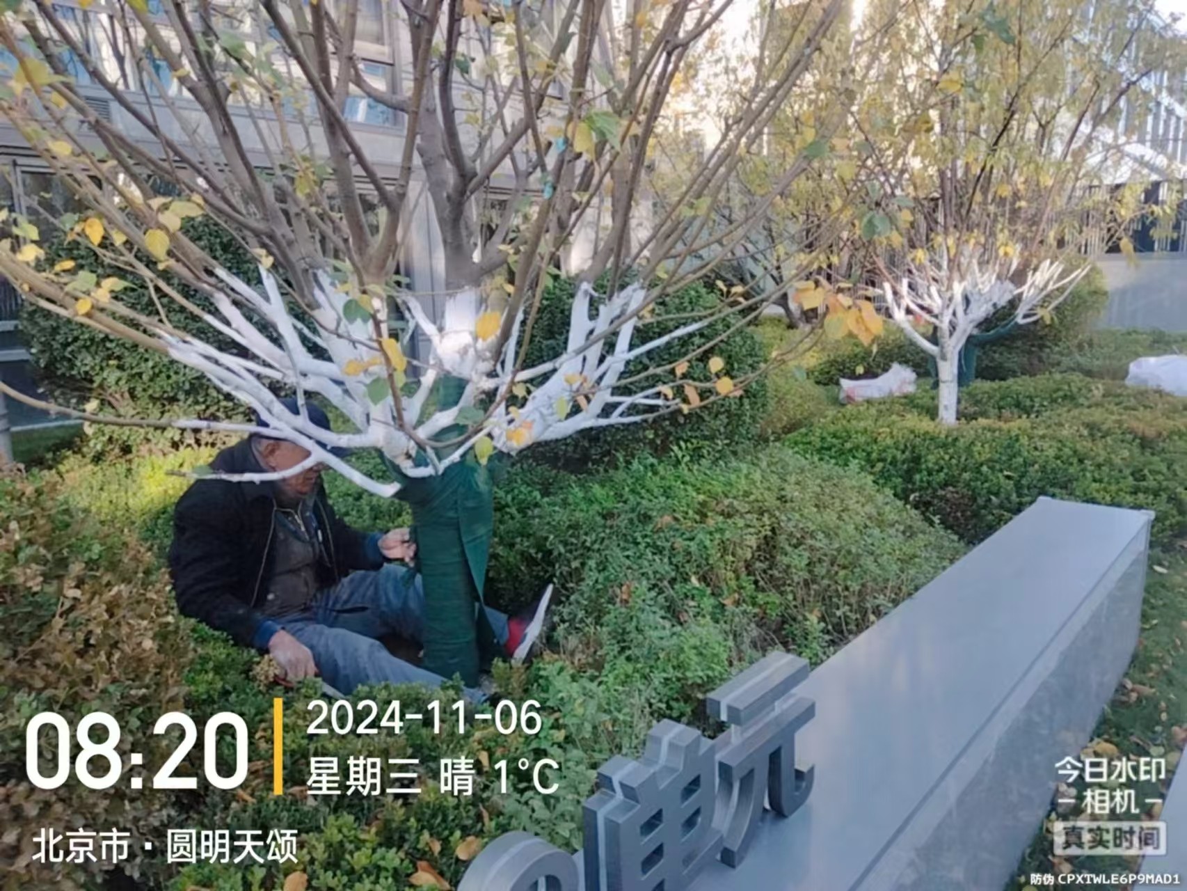 《北京天宏園林綠化草莓视频下载app-草莓视频黄app-黄色草莓视频下载-草莓视频app黄色：冬季綠化養護之大樹涂白》