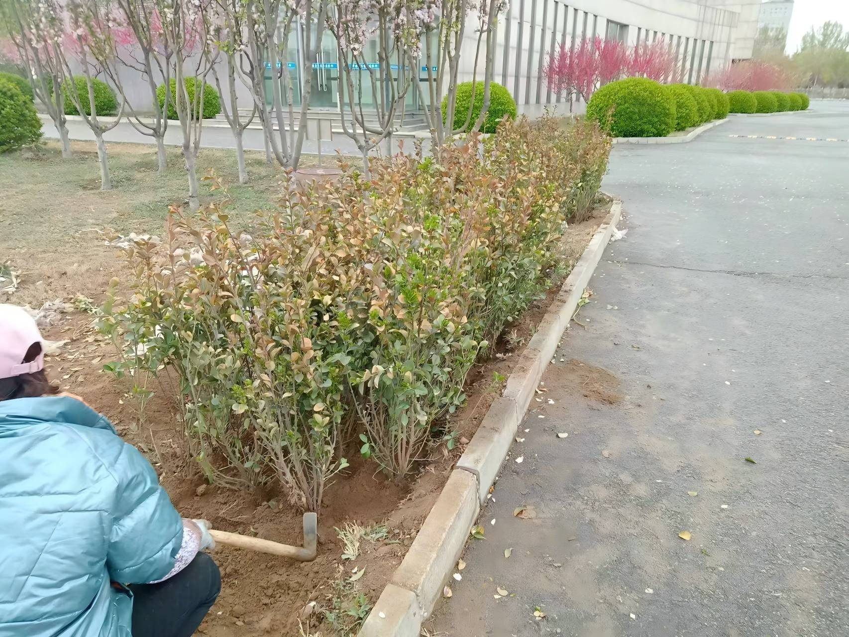 北京春季綠籬種植注意事項