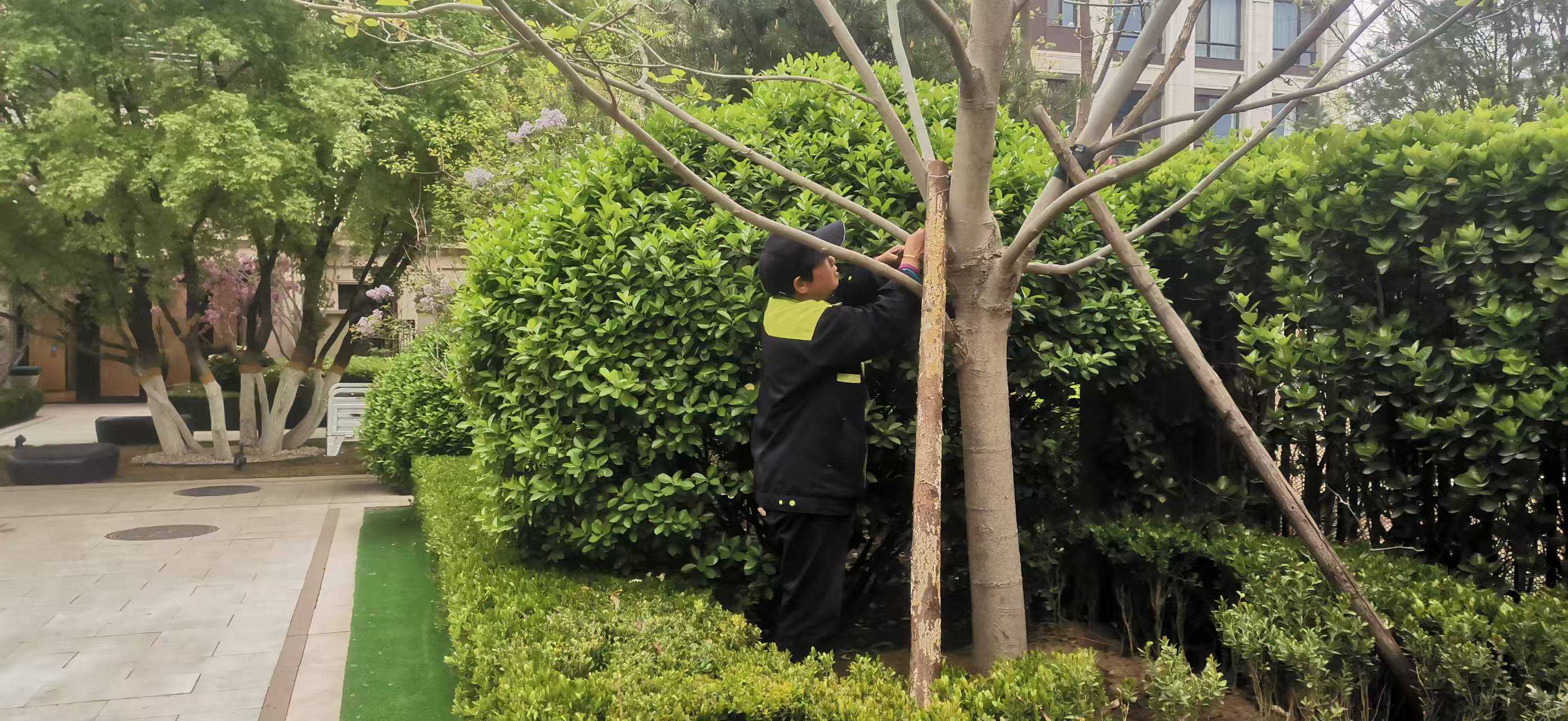 北京將出現10級以上大風，園林綠化養護如何提前防范風險